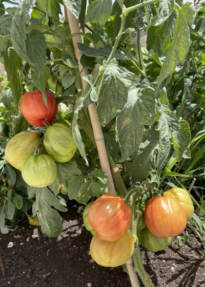 asdfghjkl - ( ͡° ͜ʖ ͡°) Cieszy oko #ogrodnictwo #pomidory #belkotuprawia