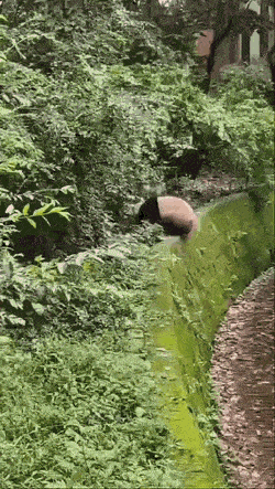 wfyokyga - Zakręcony pandu