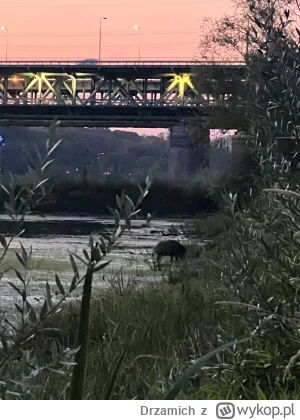 Drzamich - Chaszcze na prawym brzegu Wisły to wg mnie jedna z perełek Warszawy. Nie p...