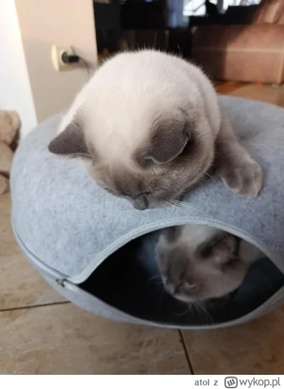 atol - można teraz bezpiecznie opuścić legowisko
#pokazkota #koty