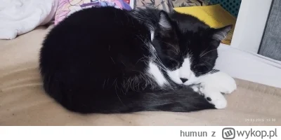 humun - #pokazkota kitku ucina sobie drzemeczkę, tez bym tak chcial ;)