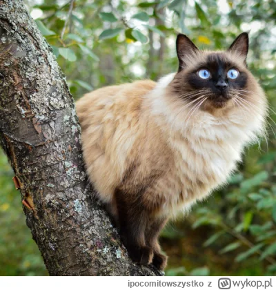 ipocomitowszystko - #koty #kitku #koteczkizprzypadku
Czy ma ktoś z Was kota balijskie...