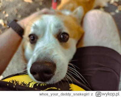 whosyourdaddy_snakegirl - Polubił mnie  (｡◕‿‿◕｡)

#smiesznypiesek #psy #zwierzaczki #...