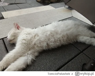 TomcioPalushek - Zdjęcie klaty