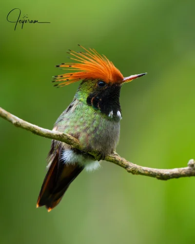 Lifelike - Sylfik rdzawoczuby (Lophornis delattrei) [samiec]
Autor
#photoexplorer #fo...