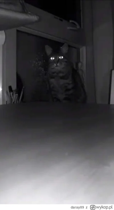 daray89 - #codziennykotopetany #dziwnekotki