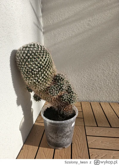 Szalony_Iwan - @PodniebnyMurzyn 
To jest 30letni kaktus ktory rośł w jedna stronę xD ...