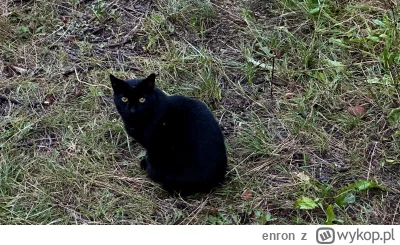 enron - Dziś spotkałem takiego czarnulka (ʘ‿ʘ)

 #koty #kitku #koteczkizprzypadku