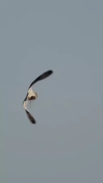 cheeseandonion - >Hawk steals from an Owl in Midair.

#gifprzyrodniczy