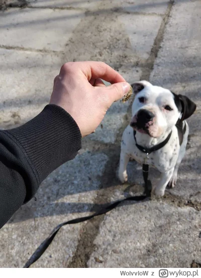 WolvvloW - @curiousboi cholera,  biedny psiak. I potem jest, że pitki to wcielone zło