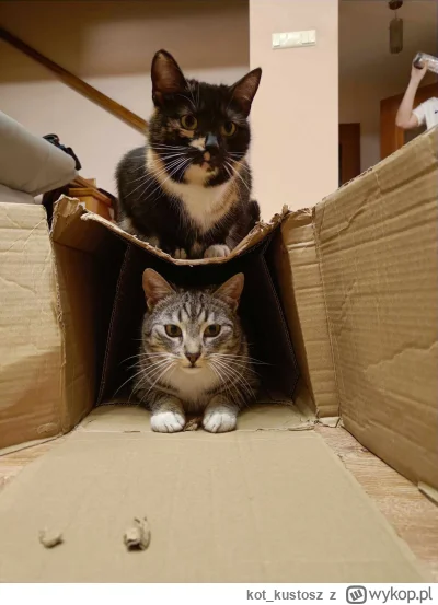 kot_kustosz