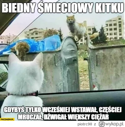 piotrc90 - Biedny śmieciowy kitku #heheszki #humorobrazkowy #memy
