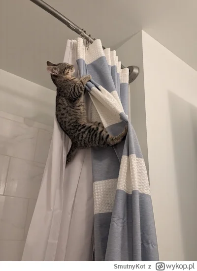 SmutnyKot - #dziwnekotki