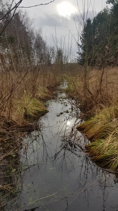 Soothsayer - spierdotrip