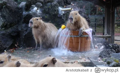Arstotzkaball - Relaks z kapibarami 

#kapibara #kapibarysazajebiste #zwierzaczki #sm...