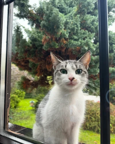 SynMichaua - @Solsith: skąd masz zdjęcie mojego kota?