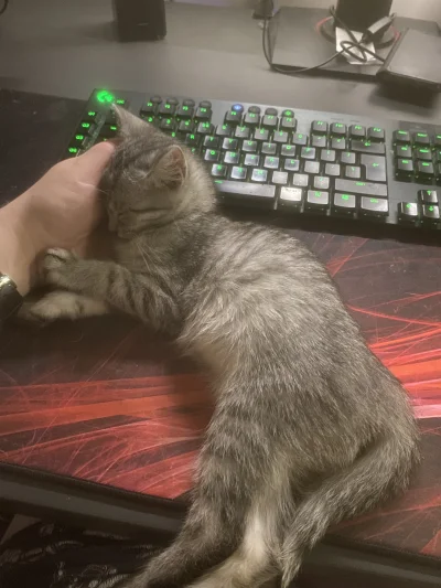 SunnO - @wybryk_natury halo proszę oddać kota kalafiorze jeden