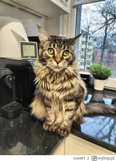 Goldi91 - Już niedługo będzie miał rok :3
#pokazkota