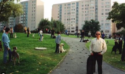 luke-mat - #psy #psiarze #pies