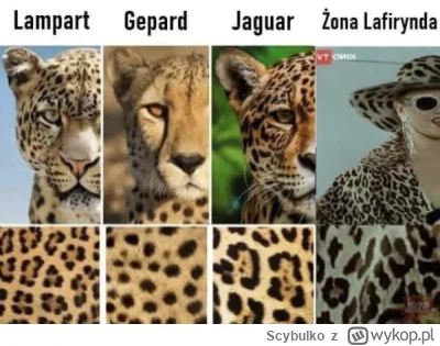 Scybulko - #heheszki #humorobrazkowy