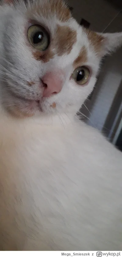 Mega_Smieszek - Czy wasze koteczki są prześliczne? xD ᶘᵒᴥᵒᶅ

#koty #pokazkota