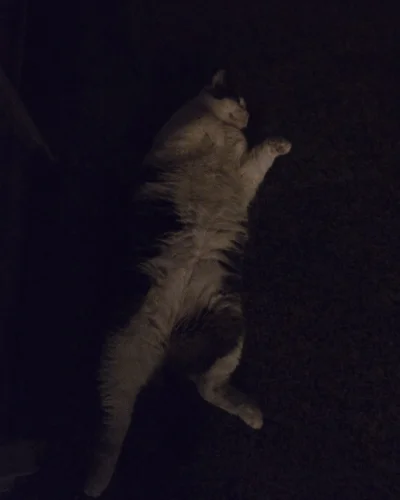 Solsith - @piSSowiec39: do tego umie w kamuflaż ( ͡° ʖ̯ ͡°)