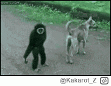 Kakarot_Z - @wfyokyga: a to małpiszon z tego kicia