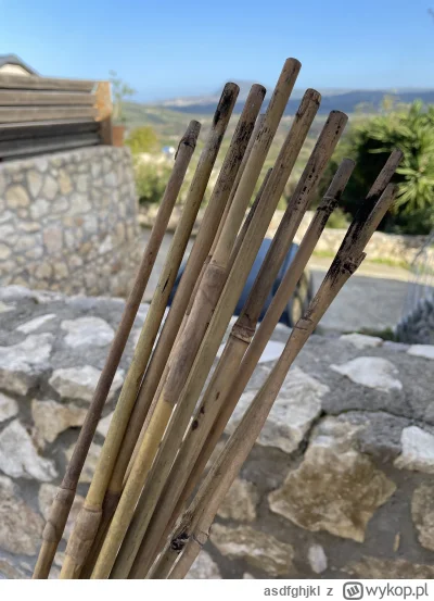 asdfghjkl - Nowe tyczki do pomidorów ( ͡º ͜ʖ͡º) #uprawiajzwykopem
