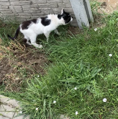 Lujdziarski - #pokazkota Wioskowy smierdziel na wiosce babci, zawsze jak jestem to go...