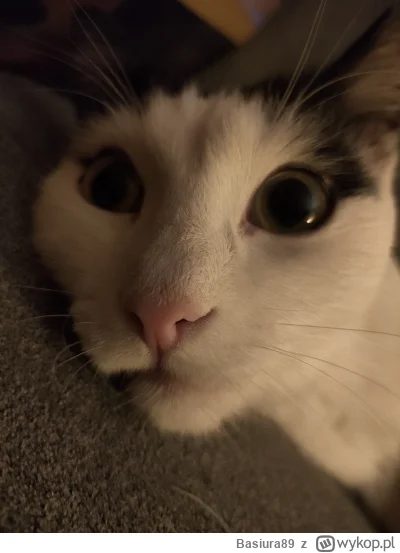 Basiura89 - Dzień dobry
#kot #koty #kitku #pokazkota #smiesznykotek
