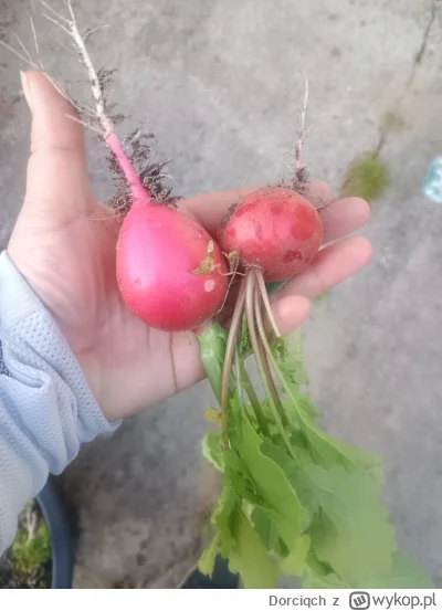 Dorciqch - Uważaj na rzodkiewkę bo wykipi. Wykipi wysrypi xD
#ogrodnictwo