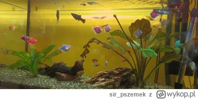 sir_pszemek - Jak się nazywają te kolorowe rybki ? #akwarystyka