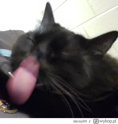 daray89 - #codziennykotopetany #dziwnekotki