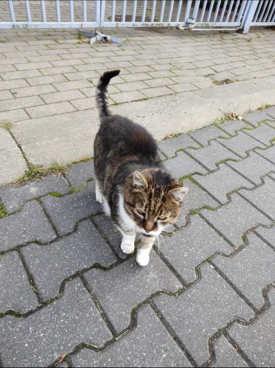 RitmoXL - 乁(♥ ʖ̯♥)ㄏ Takie #kitku spotkałem. #koty #koteczkizprzypadku #smiesznekotki