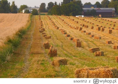 snorli12 - Kiedyś lato na wsi miało dźwięk i zapach. Dziś tylko ciszę. Co się stało z...