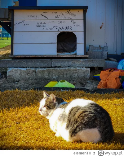 elemenTH - Patrzcie na tego spotkanego #kitku , klubowy bandyta Jaguar #gdansk a pomi...