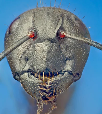 ulan_mazowiecki - Gęba mrówki.
#wglowieulanamazowieckiego #przyroda #ciekawostki