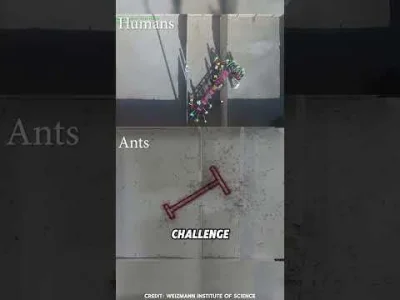 CJMac - tutaj ludzie vs mrówki ( ͡° ͜ʖ ͡°)