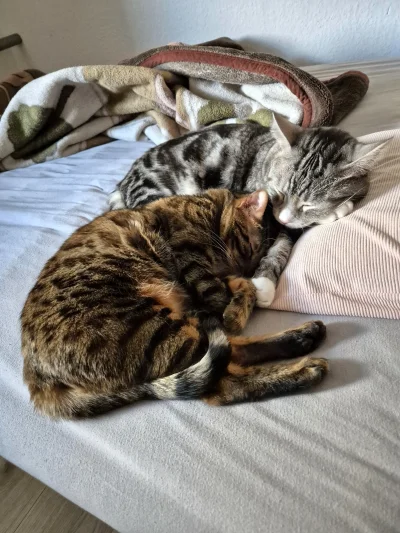 Lujdziarski - #pokazkota #dziarskikacperek Kotki Boże sobie śpią