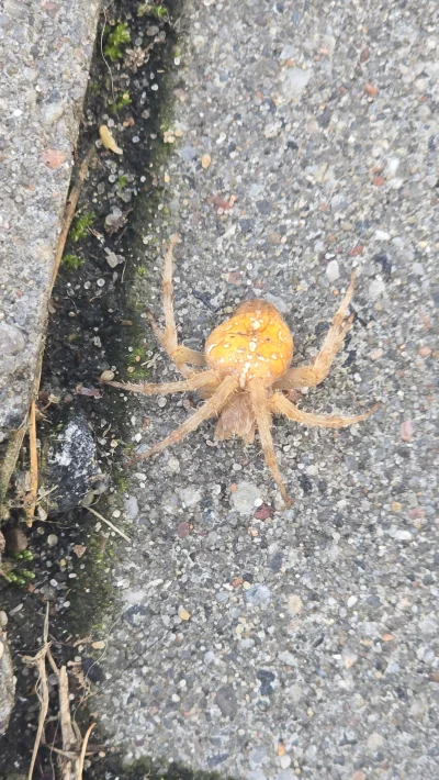 6th_Sense - Dzień dobry ( ͡° ͜ʖ ͡°)
Myślałam, że to kawałek liścia, bo nie przypomina...