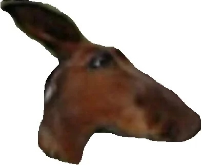 dziwnyczlowiek - @wscieklizna_irl: Coś nie tak z tym kangurem