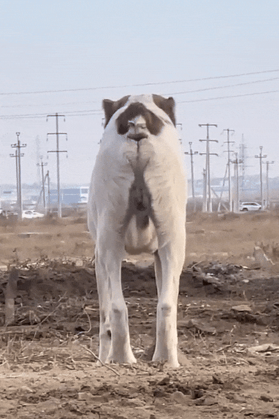 kicek3d - Gdzie #psy dupami szczekają ▼・ᴥ・▼
#heheszki #gif