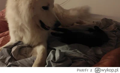 PiotrFr - Codziennie ten sam spektakl. Ciężko coś obejrzeć innego 

#psy #koty