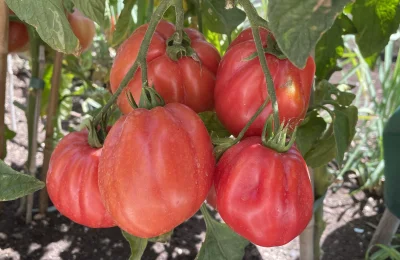 asdfghjkl - Zbierańsko ( ͡º ͜ʖ͡º) #belkotuprawia #ogrodnictwo #pomidory