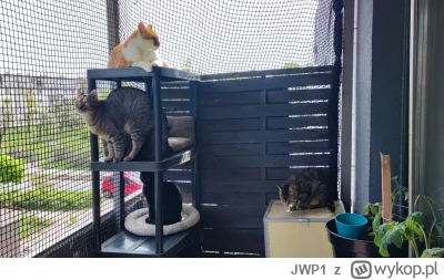 JWP1 - Dziwne te kwiatki na balkonie.
#pokazkota #koty #balkon