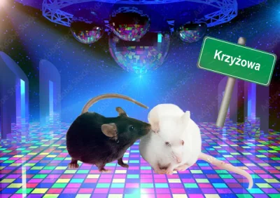 gr0m1t - Mysza ćwiczy z kolegą
#kononowicz