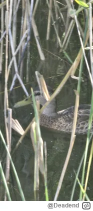 Deadend - To MAKS CO MOZE Z CIEBIE BYC ROZUMISZ