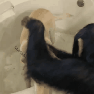 wfyokyga - Monke umyj mi plecuszki bardzo cb proszę