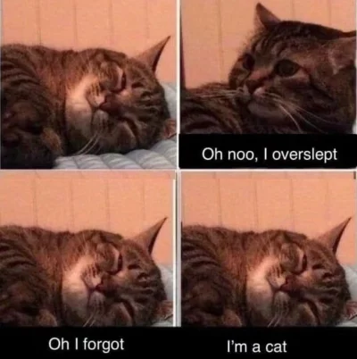 paczelok - #paczekot