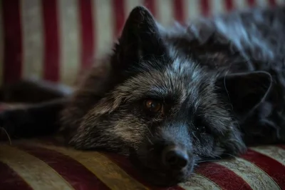 LoopyMajestic - @iniacz: Tu odmiana kanapowa